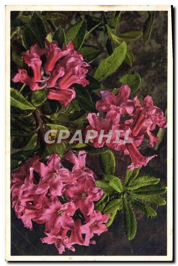 CPA Fantaisie Fleurs Rhododendron cilie 