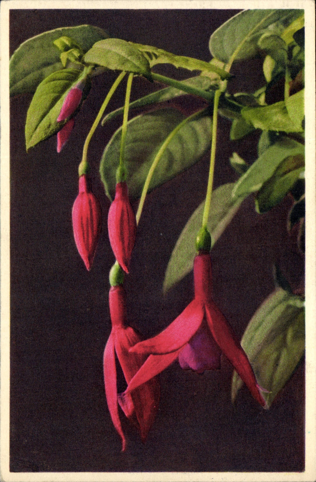 CPA Fantaisie Fleurs Fuchsi