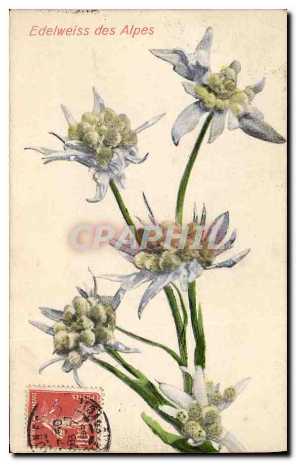 CPA Fantaisie Fleurs Edelweiss des Alpes