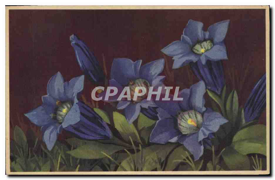 CPA Fantaisie Fleurs Gentiane de Koch 