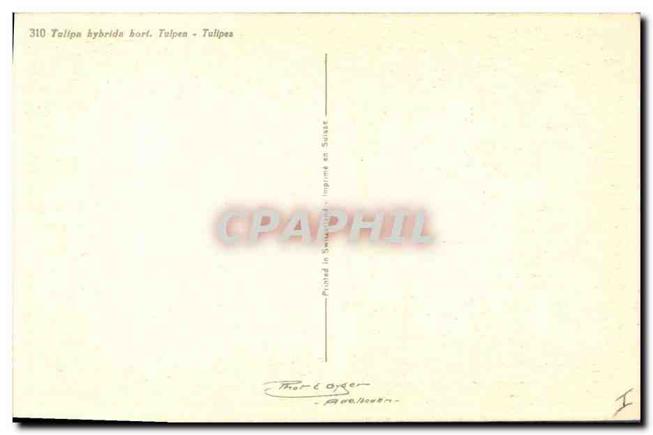 CPA Fantaisie Fleurs Tulipes  — Rückseite