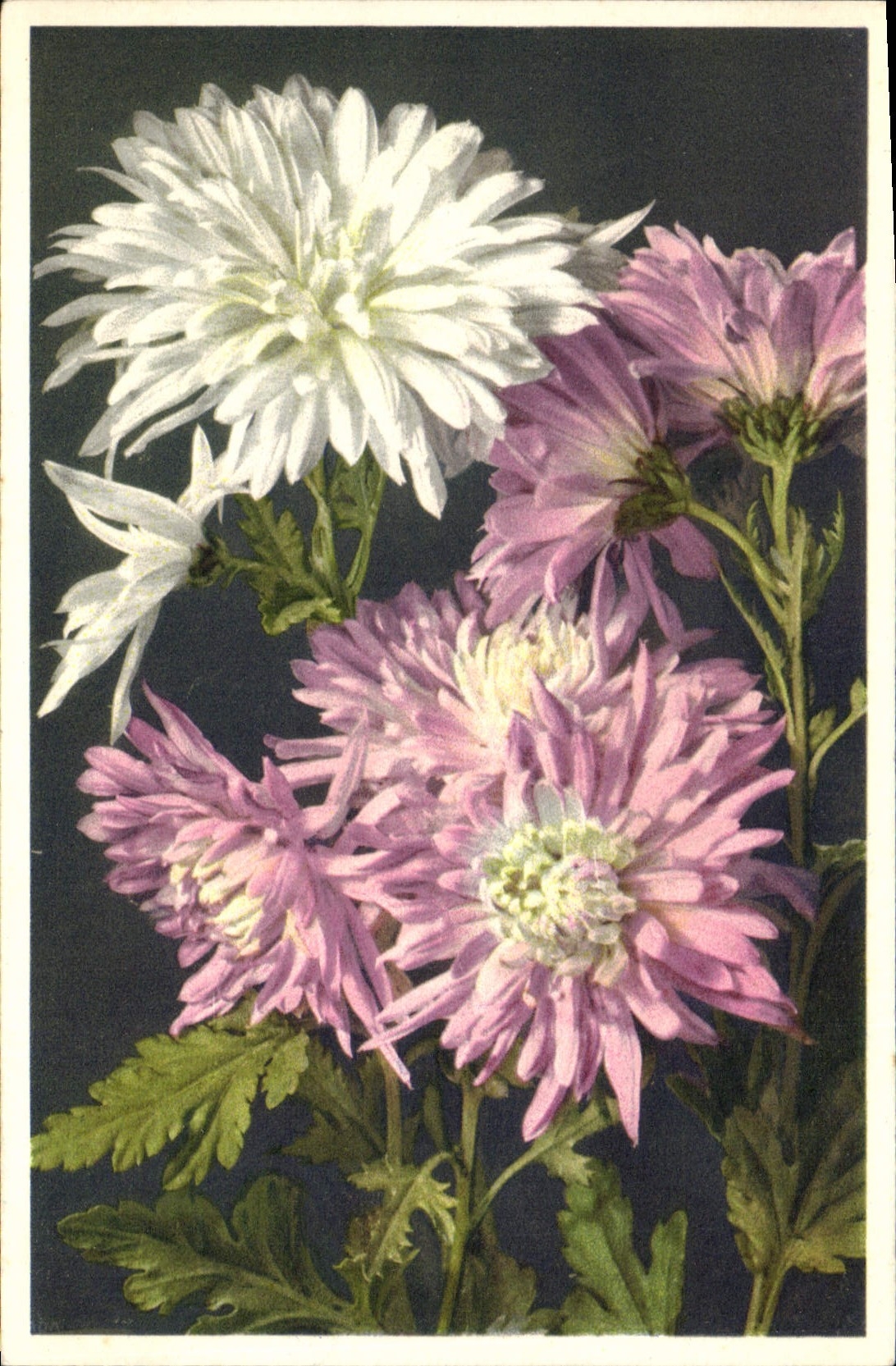 CPA Fantaisie Fleurs Crysantheme de la Chine China 