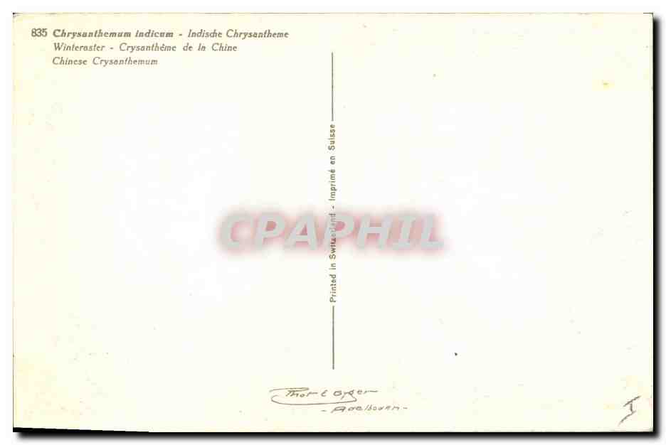 CPA Fantaisie Fleurs Crysantheme de la Chine China  — Verso
