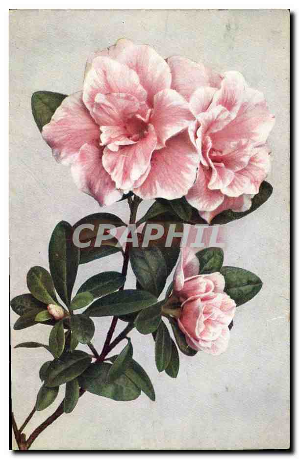 CPA Fantaisie Fleurs 