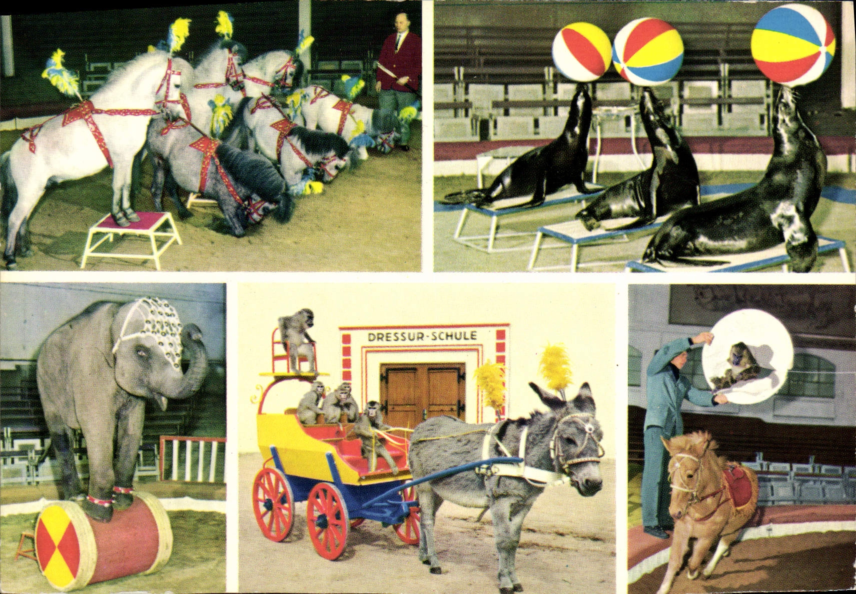CPM Dressur Schule Ane mule Elephant Cheval Phoque Carl Hagendeck's Tierpark Hamburg 