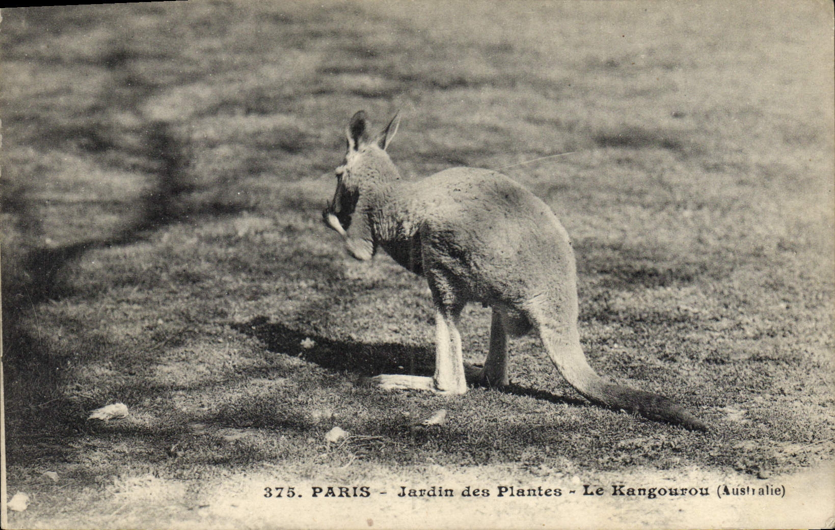 Paris - Jardin des Plantes - Le Kangourou (Australie) — n° 375