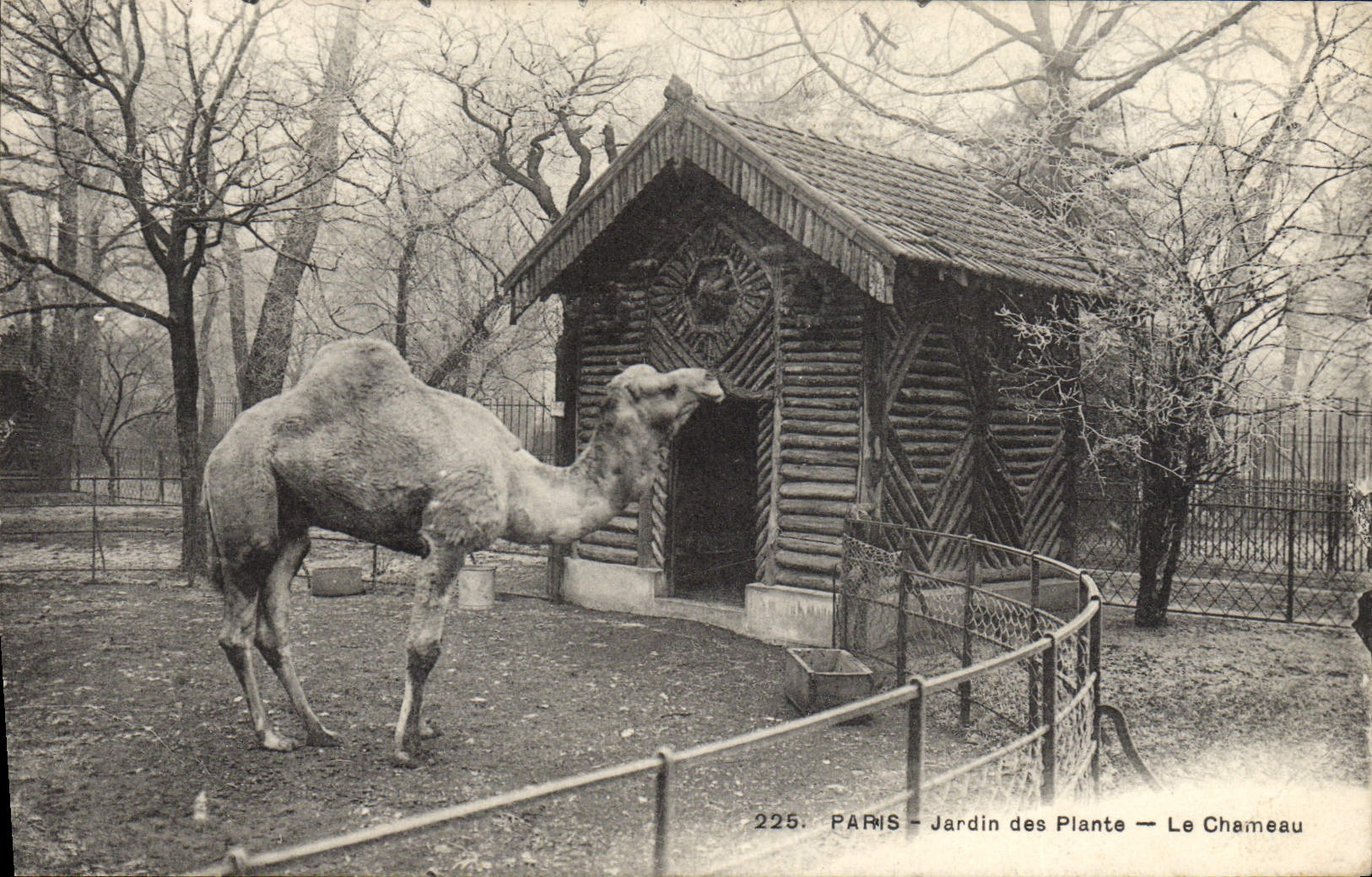 Paris - Jardin des Plantes - Le Chameau