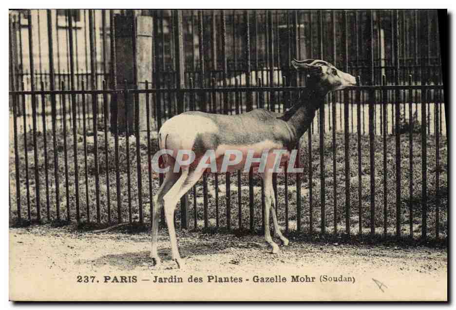 Paris — Jardin des Plantes — Gazelle Mohr (Soudan)