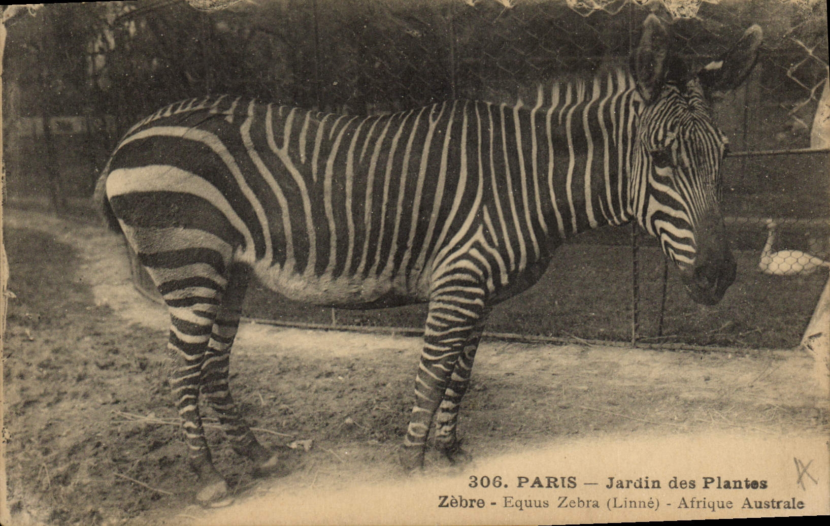 Zèbre — Jardin des Plantes — Paris