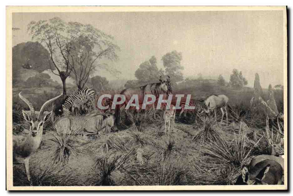 CPA Galeries du duc d'Orleans Zebu Zebre 