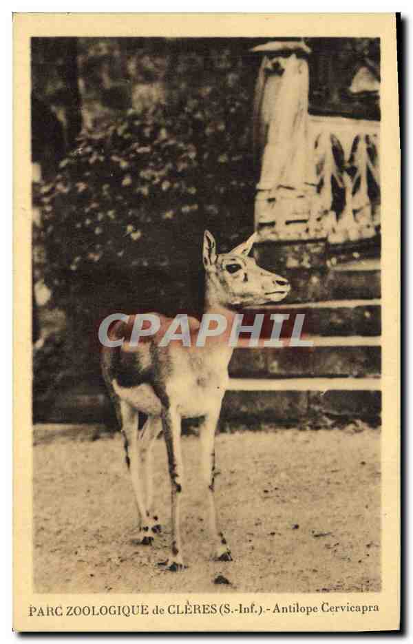 CPA Parc zoologique de Cleres Antilope Cervicapra