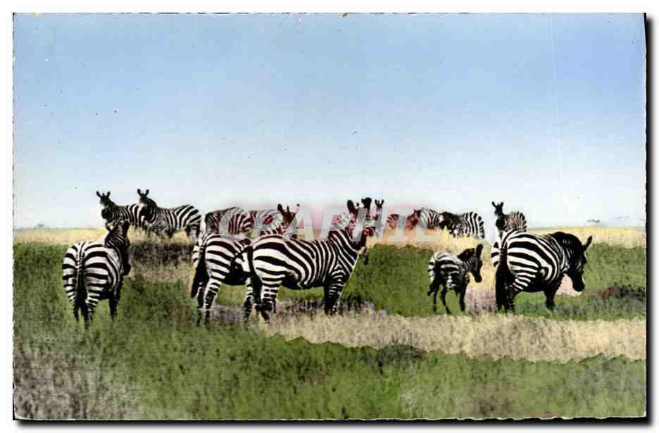 CPM Faune africaine Troupeau de zebres 