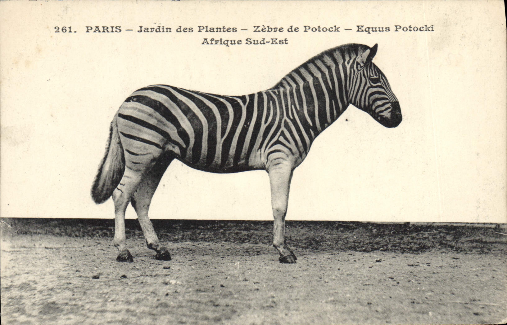Paris - Jardin des Plantes - Zèbre de Potock - Equus Potocki - Afrique Sud-Est