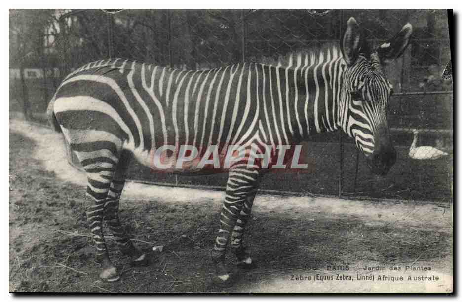 Zèbre — Jardin des Plantes, Paris — Imp. Photo-Mécanique, boulevard Magenta, Paris
