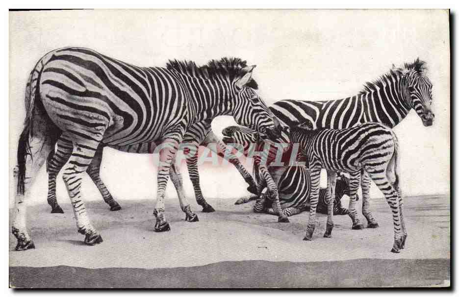 Zèbres — groupe en Transvaal — Field Museum of Natural History, Chicago