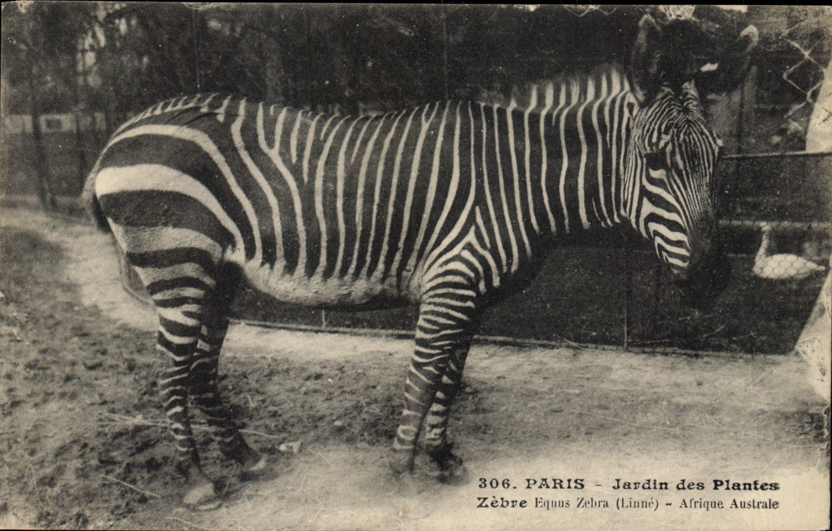 Zèbre - Jardin des Plantes, Paris - Éditeur Morcean frères