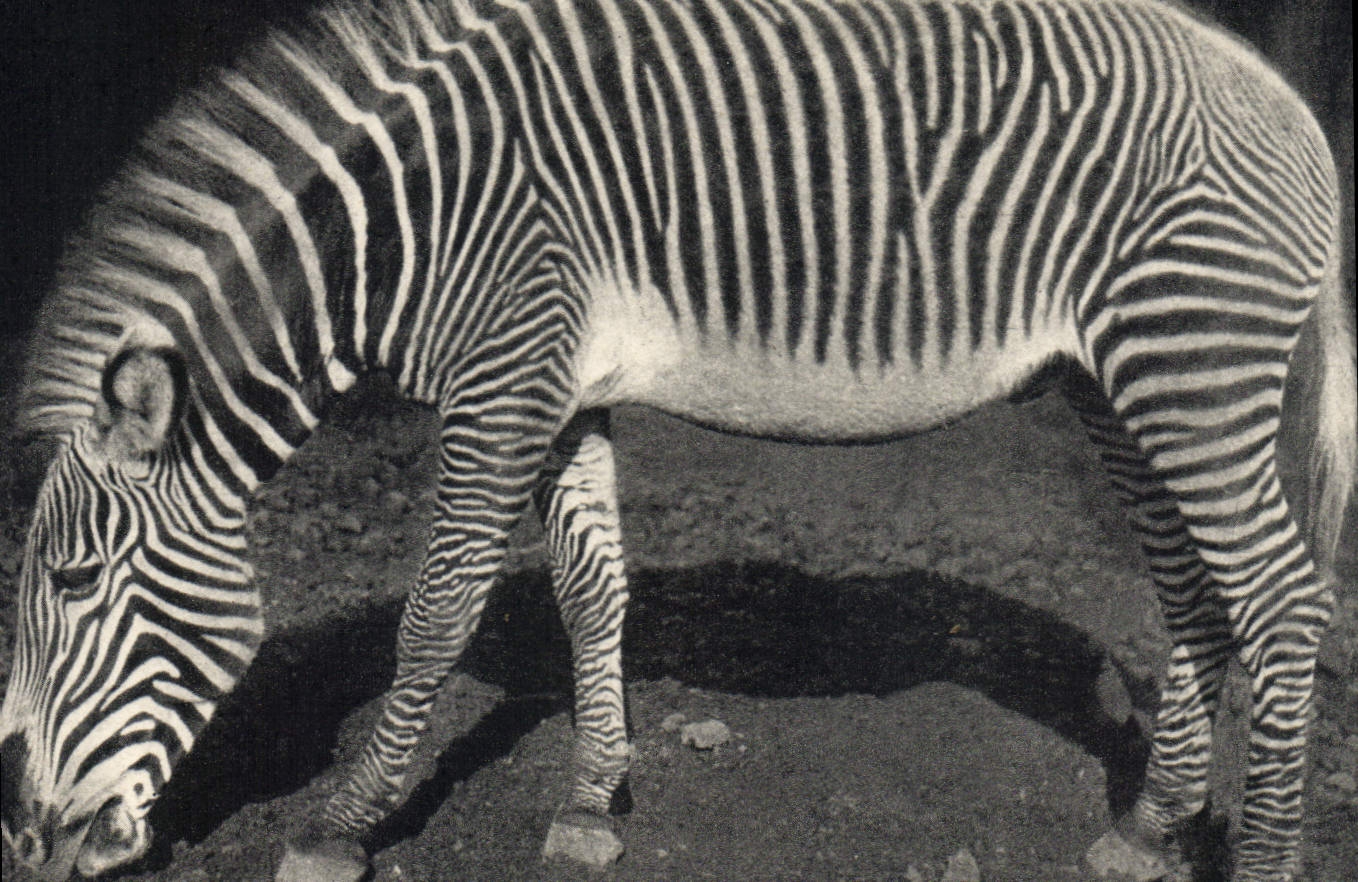 Zèbre de Grévy — Muséum national d'Histoire naturelle, Parc zoologique du Bois de Vincennes, Paris — Photo Grévy Frères n°277