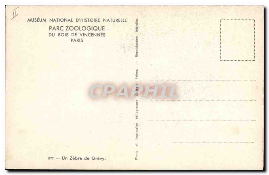 Zèbre de Grévy — Muséum national d'Histoire naturelle, Parc zoologique du Bois de Vincennes, Paris — Photo Grévy Frères n°277 — Verso