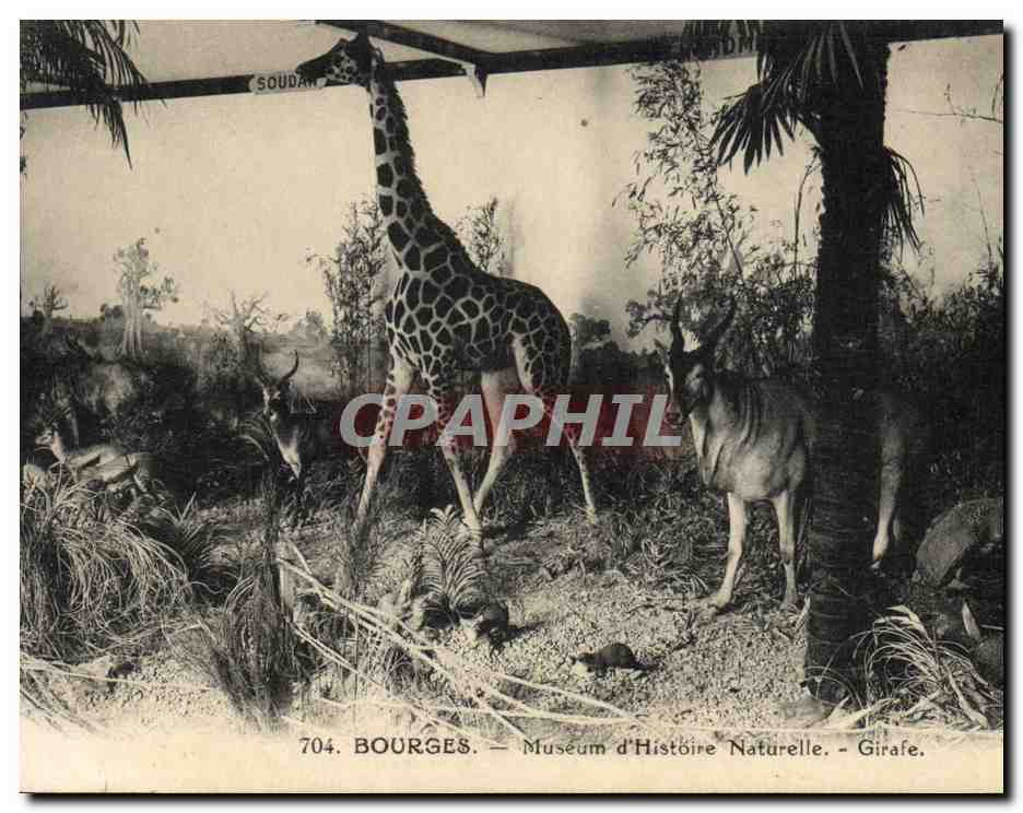 CPA Bourges Museum d'Histoire Naturelle Girafe 