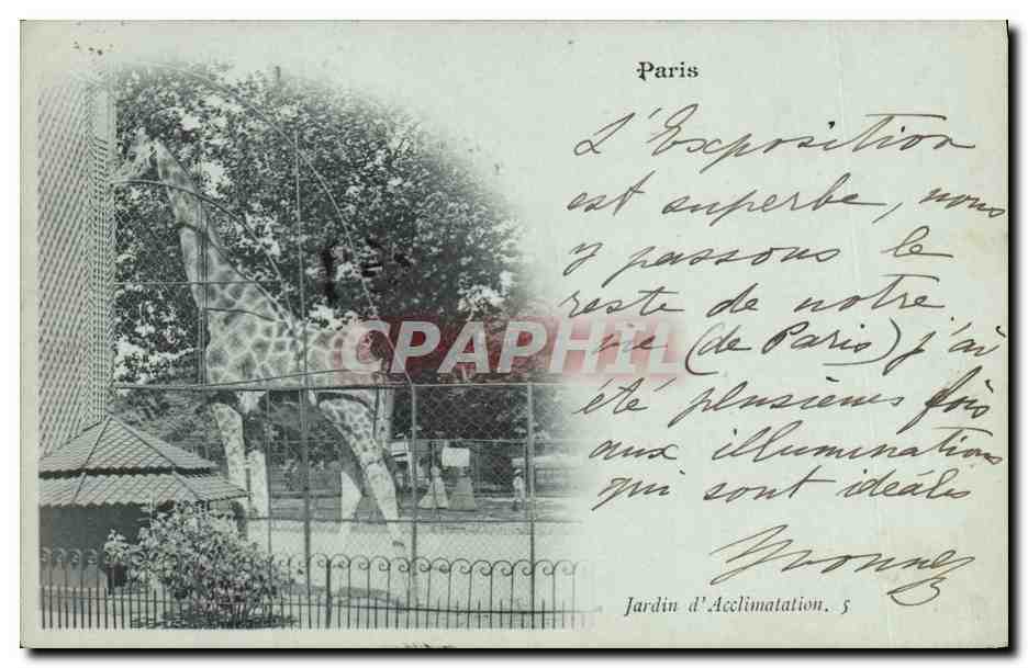 CPA Paris Jardin d'acclimatation Girafe 