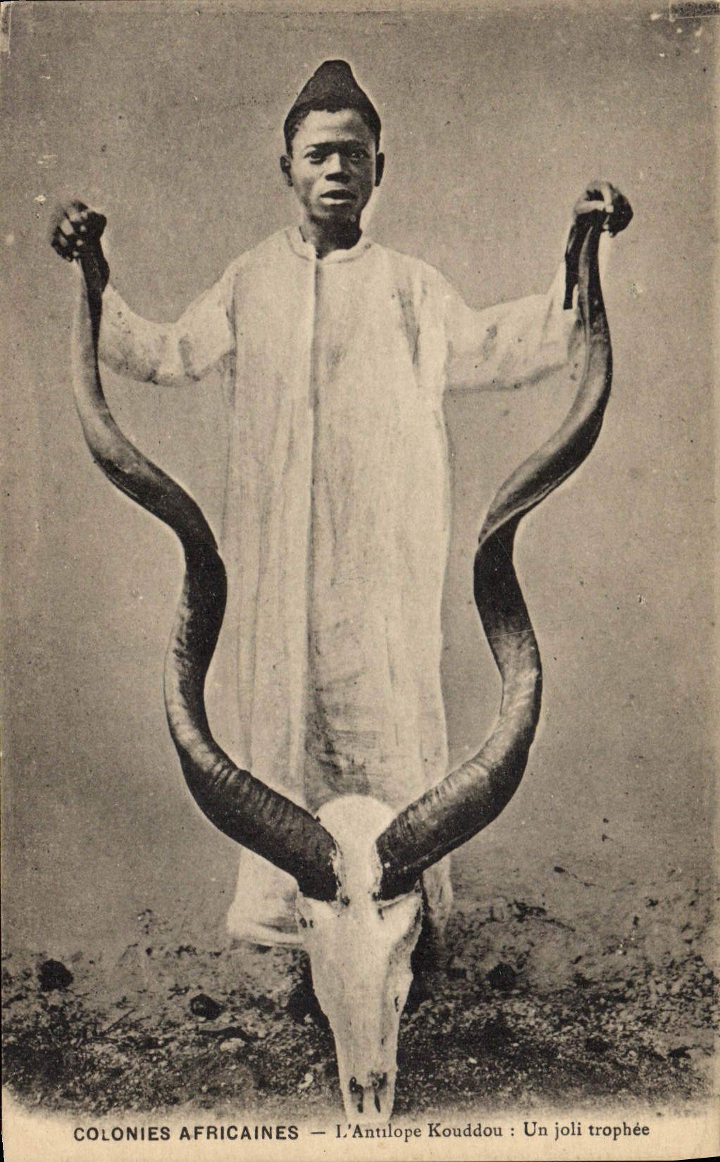 L'Antilope Kouddou : Un joli trophée — Colonies Africaines — Phototypie T. Bienaimé, Reims