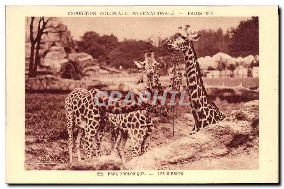 CPA Paris Exposition coloniale internationale 1931 Parc zoologique Les girafes 