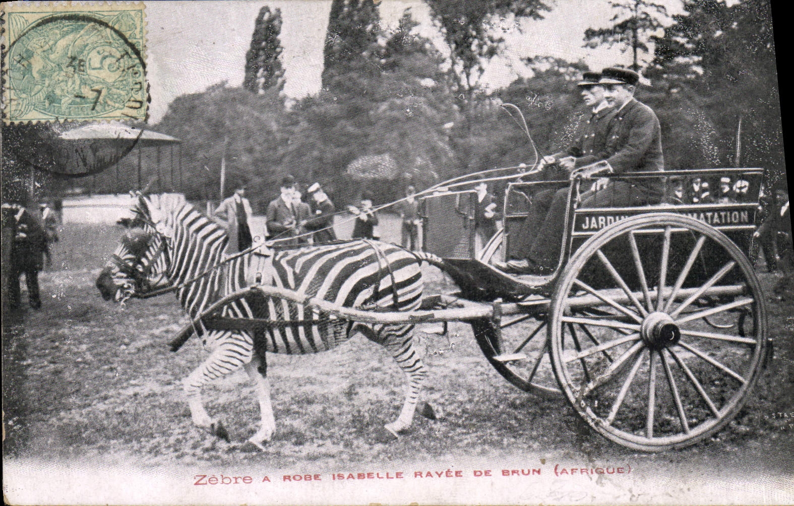 Zèbre à robe Isabelle rayée de brun (Afrique) — Jardin d'Amatation — éditeur non identifié