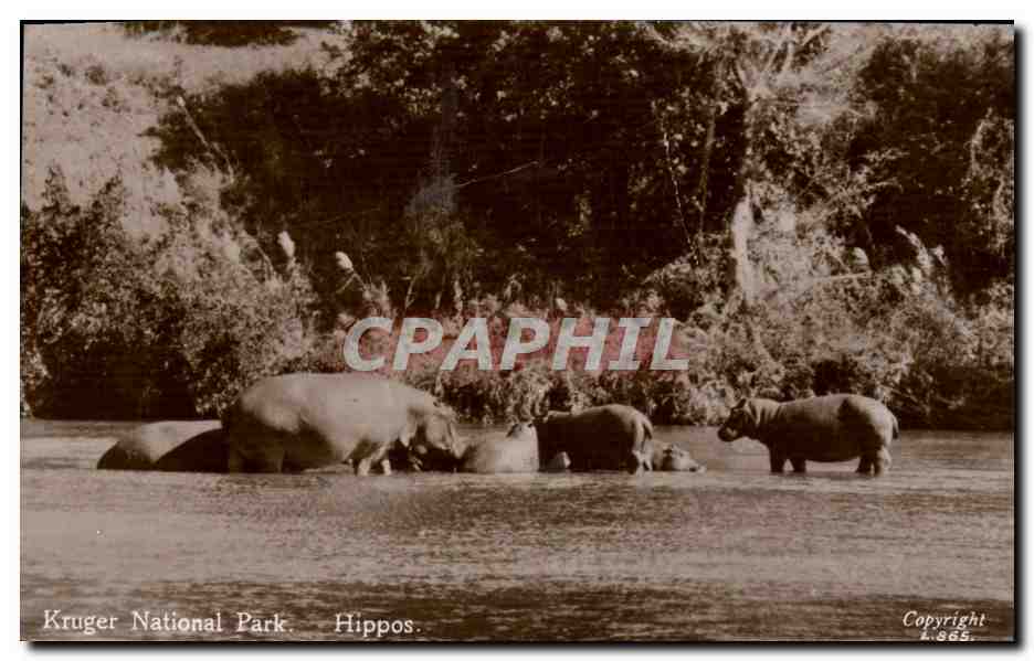 CPA Kruger National Park Hipps Hippopotames 
