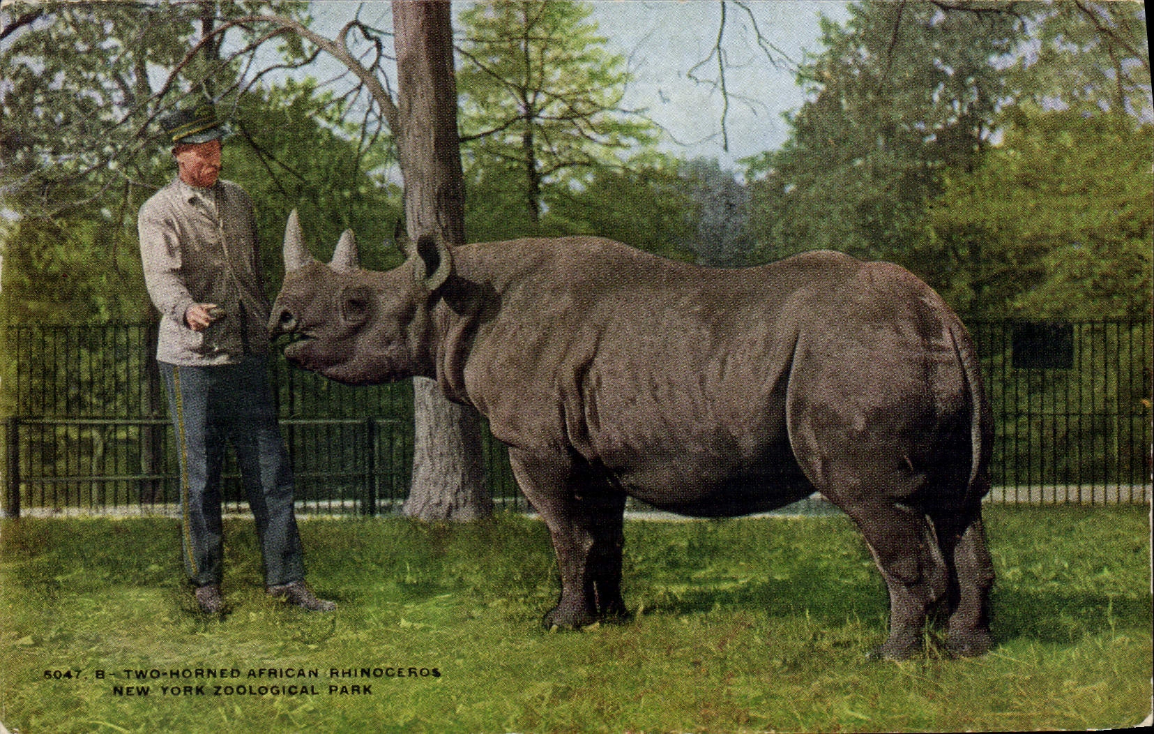 Rhinocéros africain à deux cornes — New York Zoological Park — éditeur NYZP