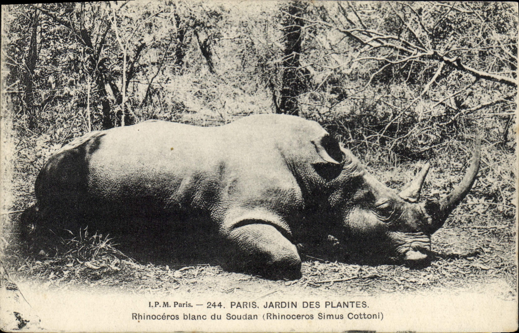 Rhinocéros blanc du Soudan — Jardin des Plantes, Paris — I.P.M. Paris 244