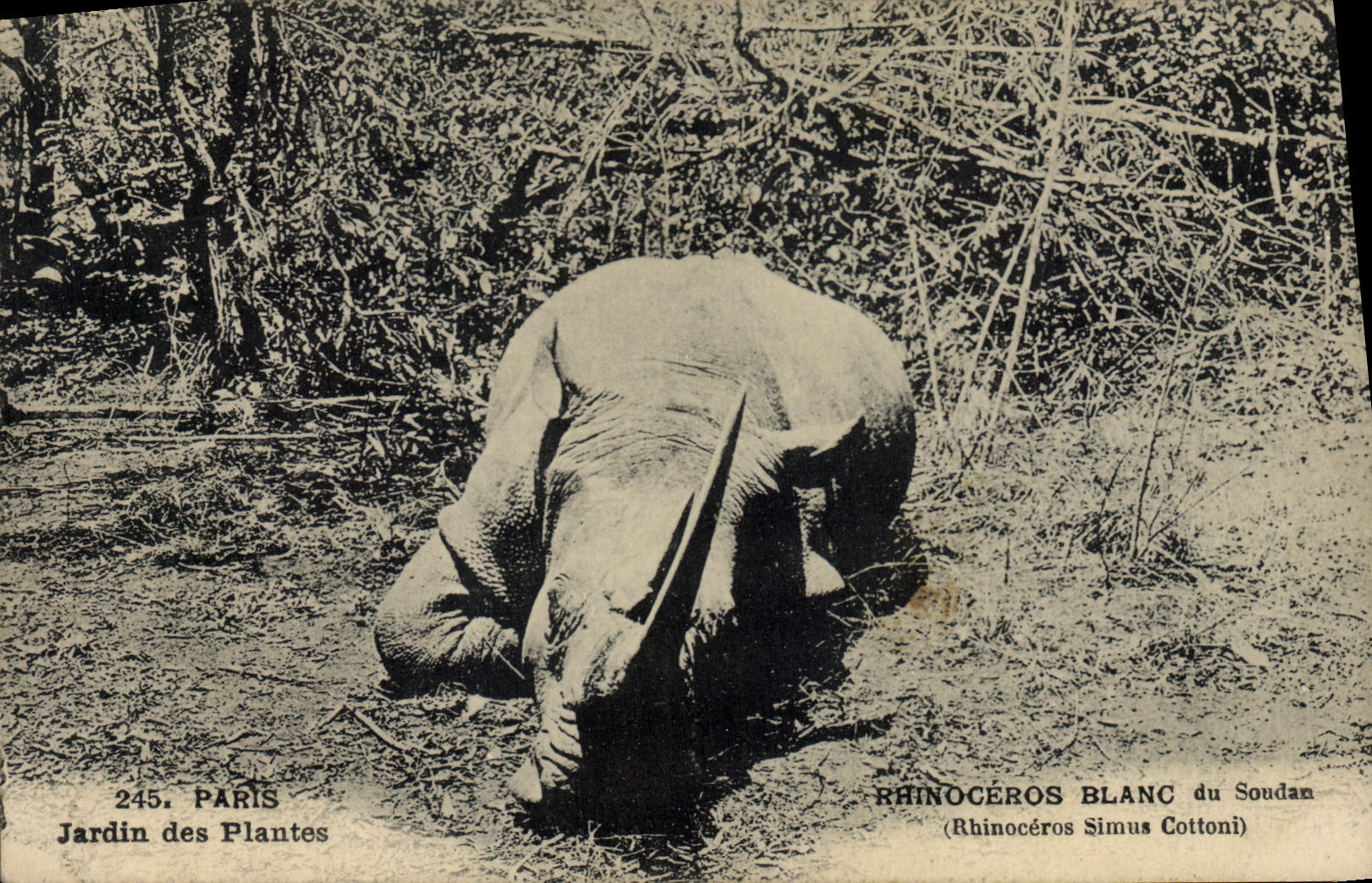Rhinocéros Blanc du Soudan — (Rhinocéros Simus Cottoni) — Jardin des Plantes, Paris, n°245