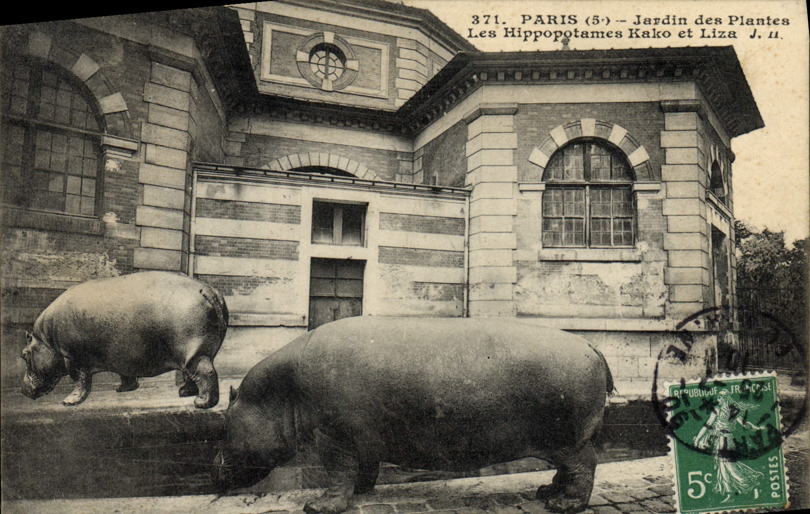 Paris (5) - Jardin des Plantes — Les Hippopotames Kako et Liza — J. Hausser, phot. édit. Paris, n° 371
