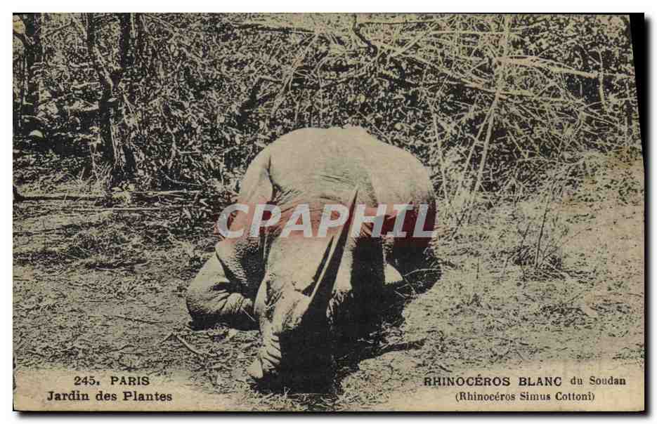 Rhinocéros blanc du Soudan — Jardin des Plantes, Paris — n° 245