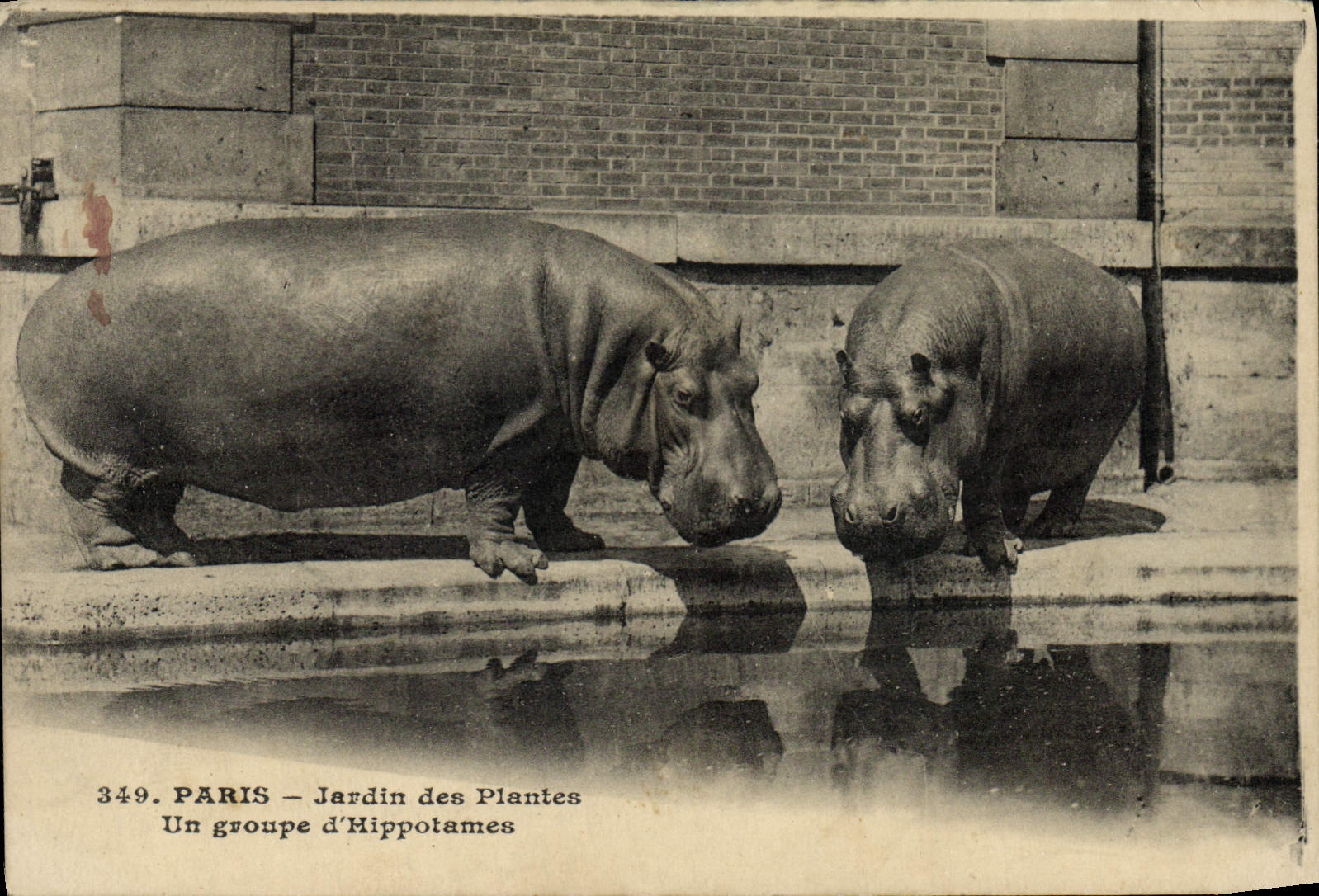 CPA Paris Jardin des Plantes Un groupe d'Hippopotames 