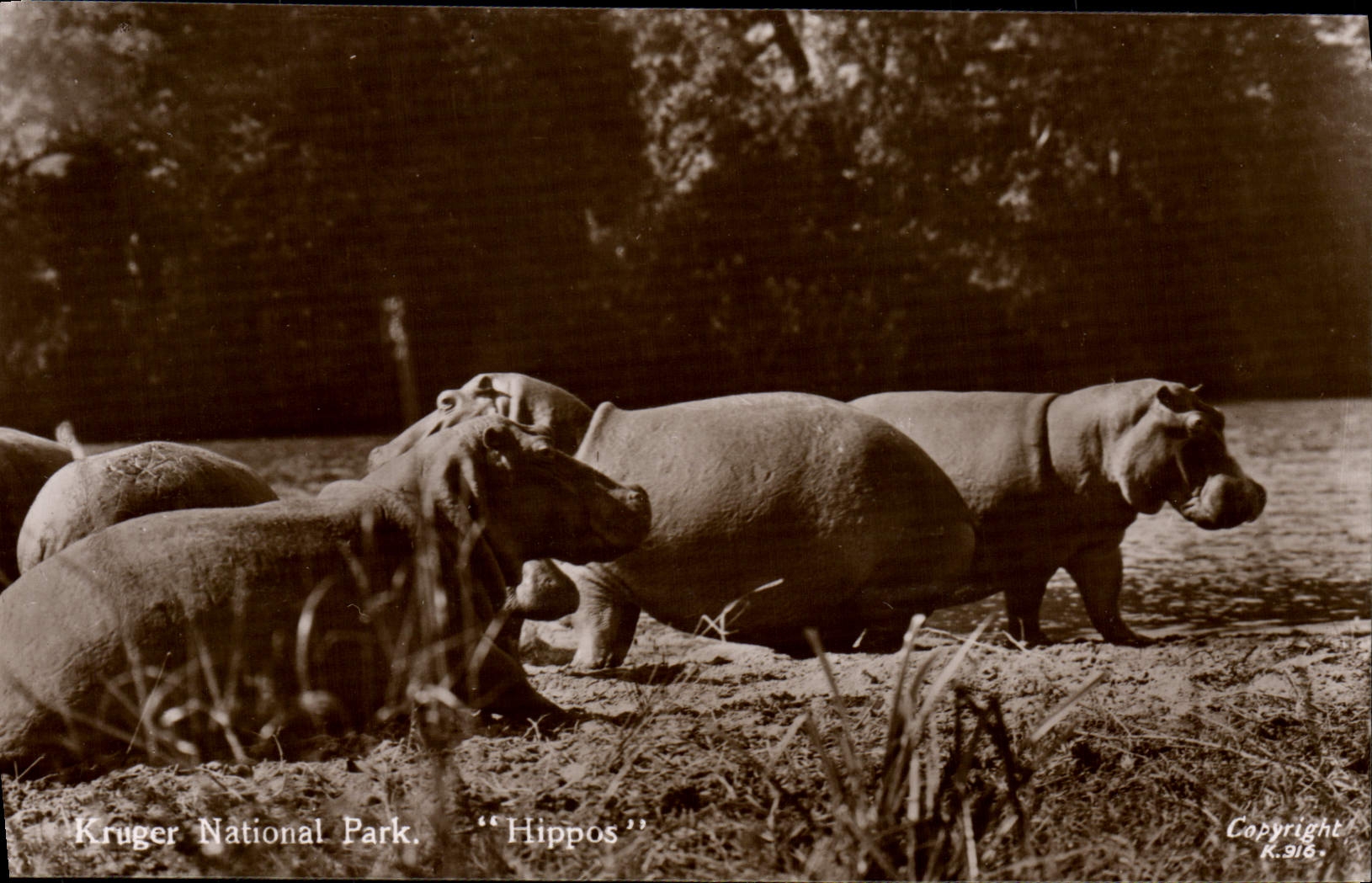 CPA Kruger National Park Hippos Hippopotames 