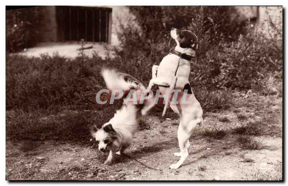 CPA Chiens savants Le saut des cerceaux Chien 