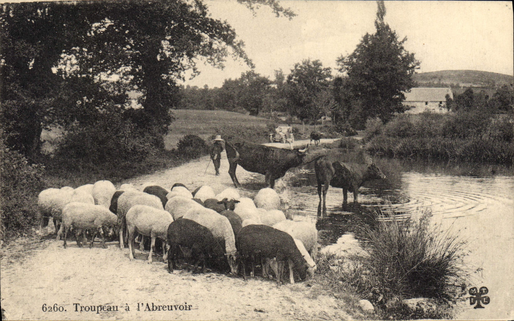 Troupeau à l'Abreuvoir — 6260 — Éditeur non identifié
