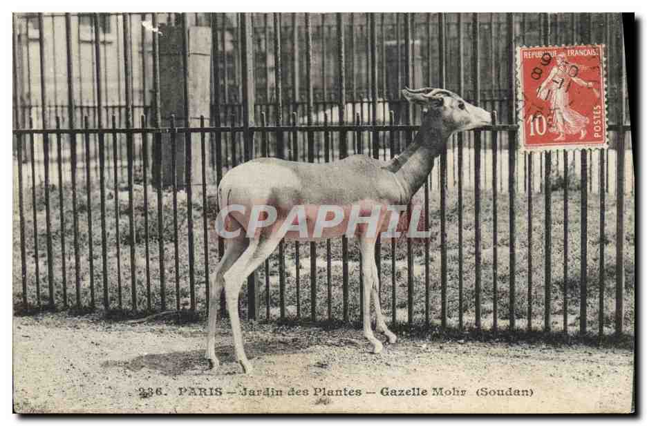 CPA Paris Jardin des plantes Gazelle Mohr Soudan 