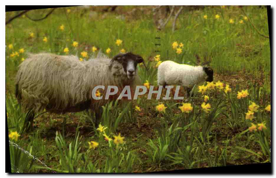 CPM Black Faced sheep of the Scottish Highlands 