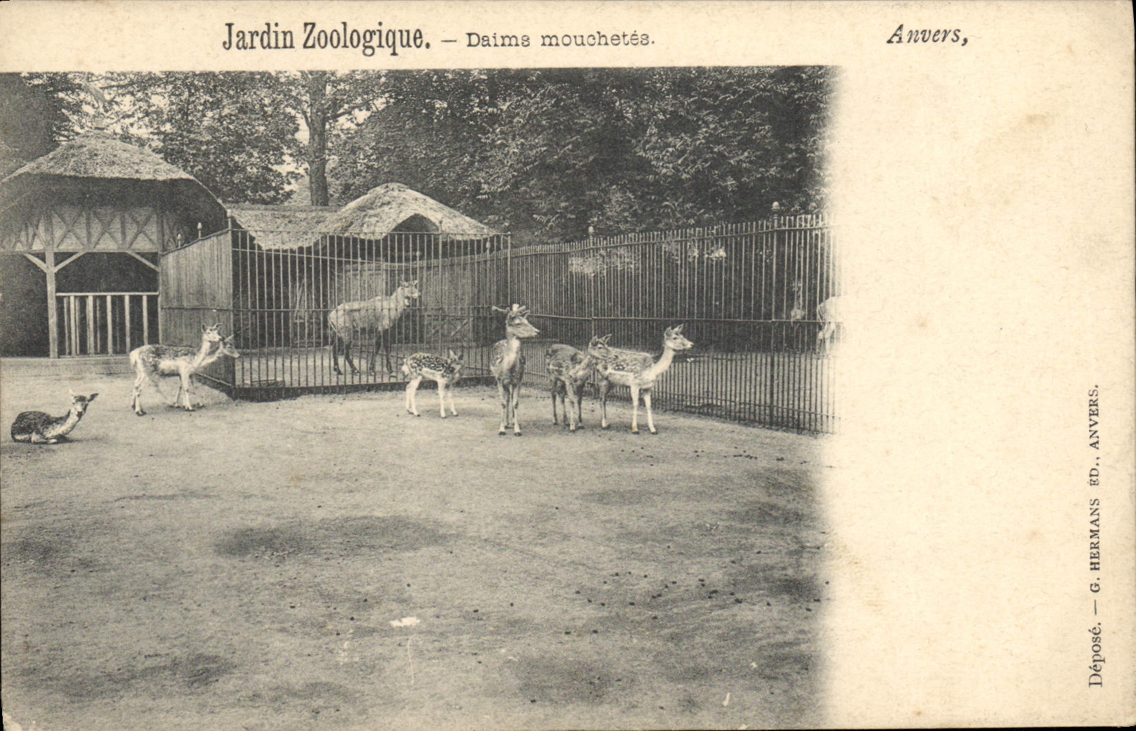 CPA Anvers Jardin zoologique Daims mouchetes Zoo 