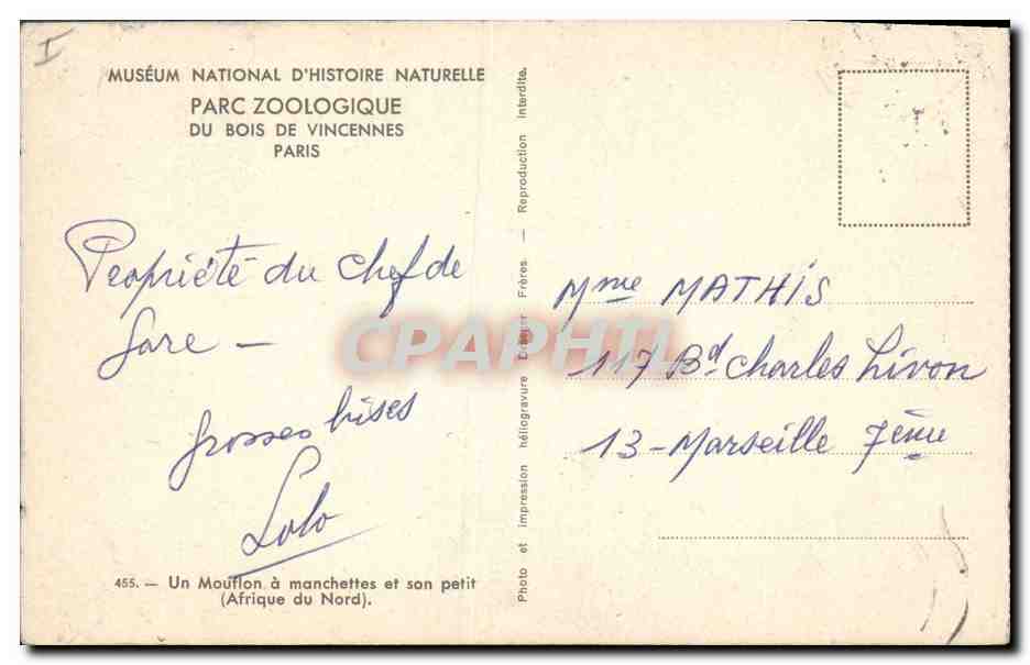 CPA Zoo Vincennes Un mouglon a manchettes et son petit Afrique du Nord  — Rückseite