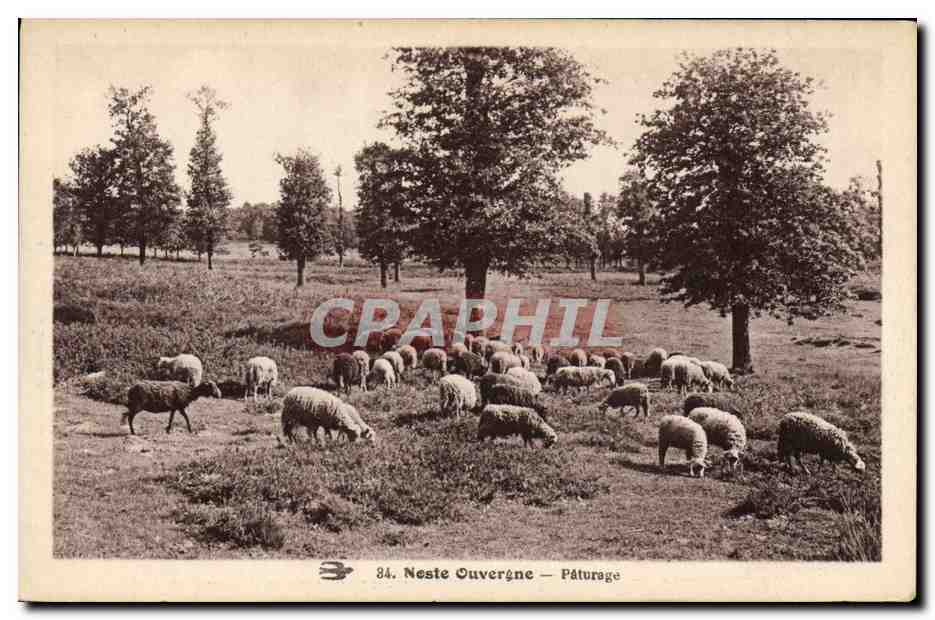 CPA Noste Ouvergne Paturage Moutons Auvergne 