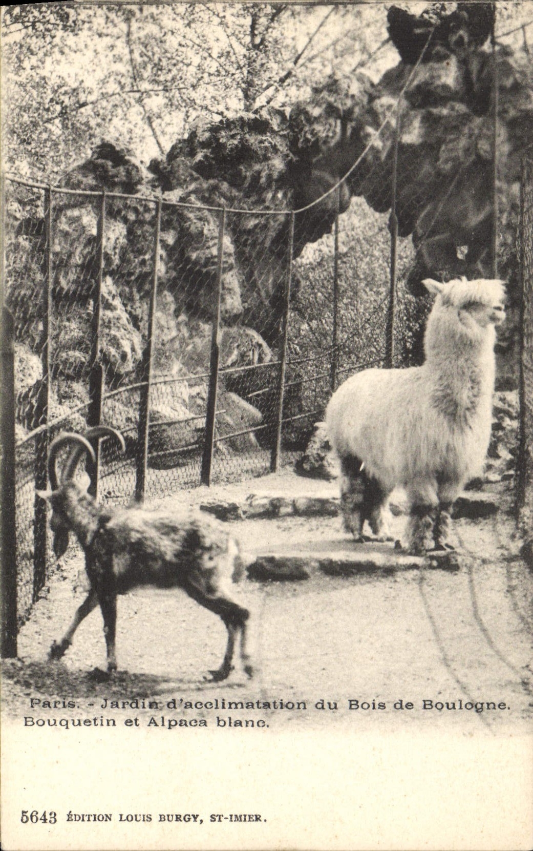 Bouquetin et alpaca blanc — Jardin d'acclimatation du Bois de Boulogne — Édition Louis Burgy, St-Imier, n° 5643