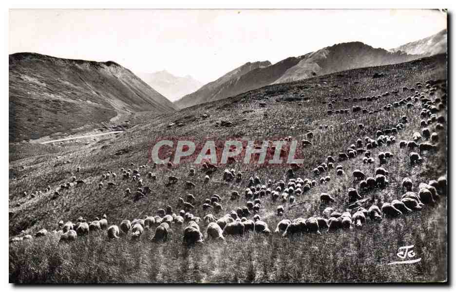 CPM Les Alpes Moutons sur les hauts alpages 