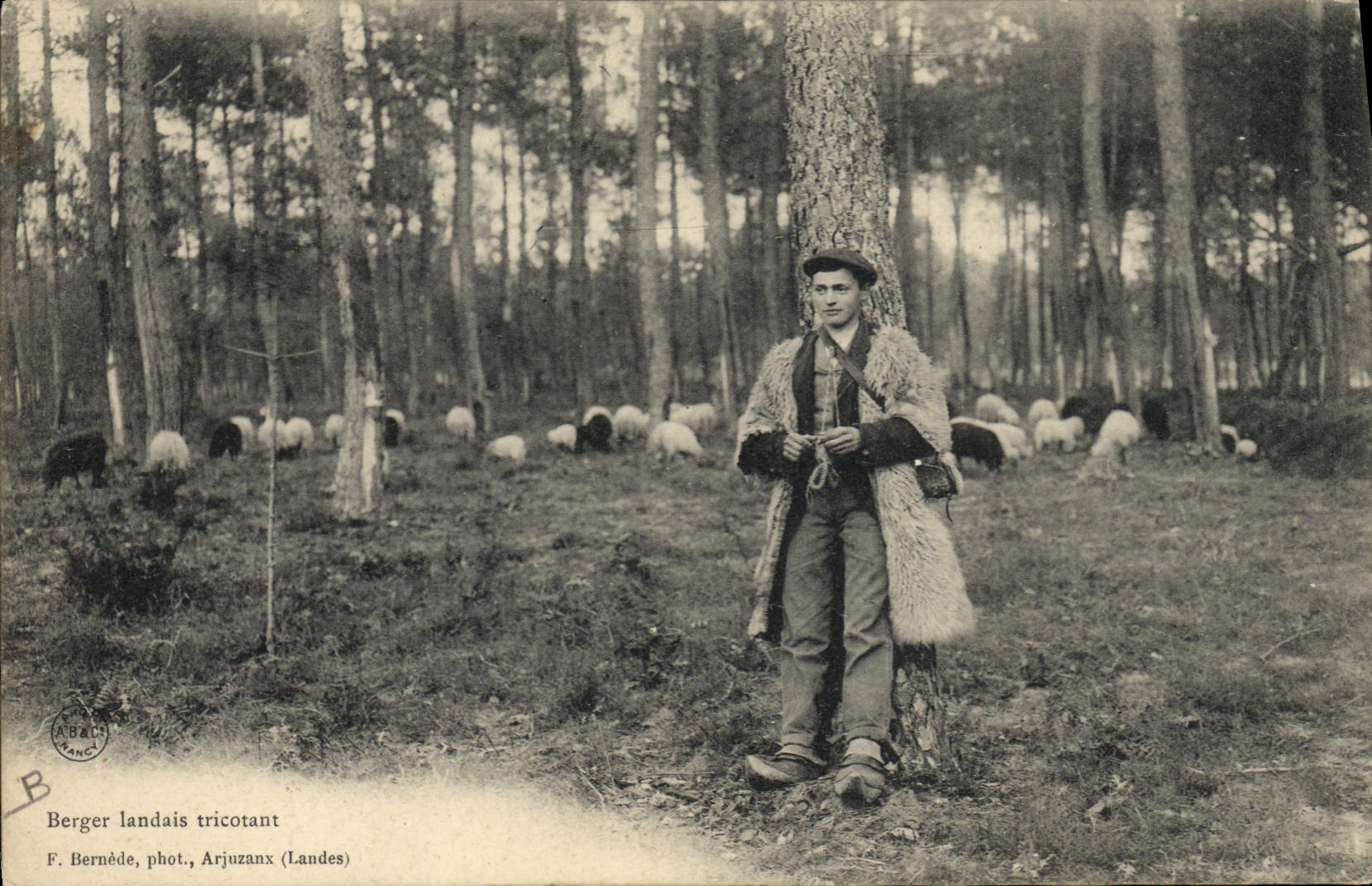 CPA Folklore Berger landais tricotant Moutons