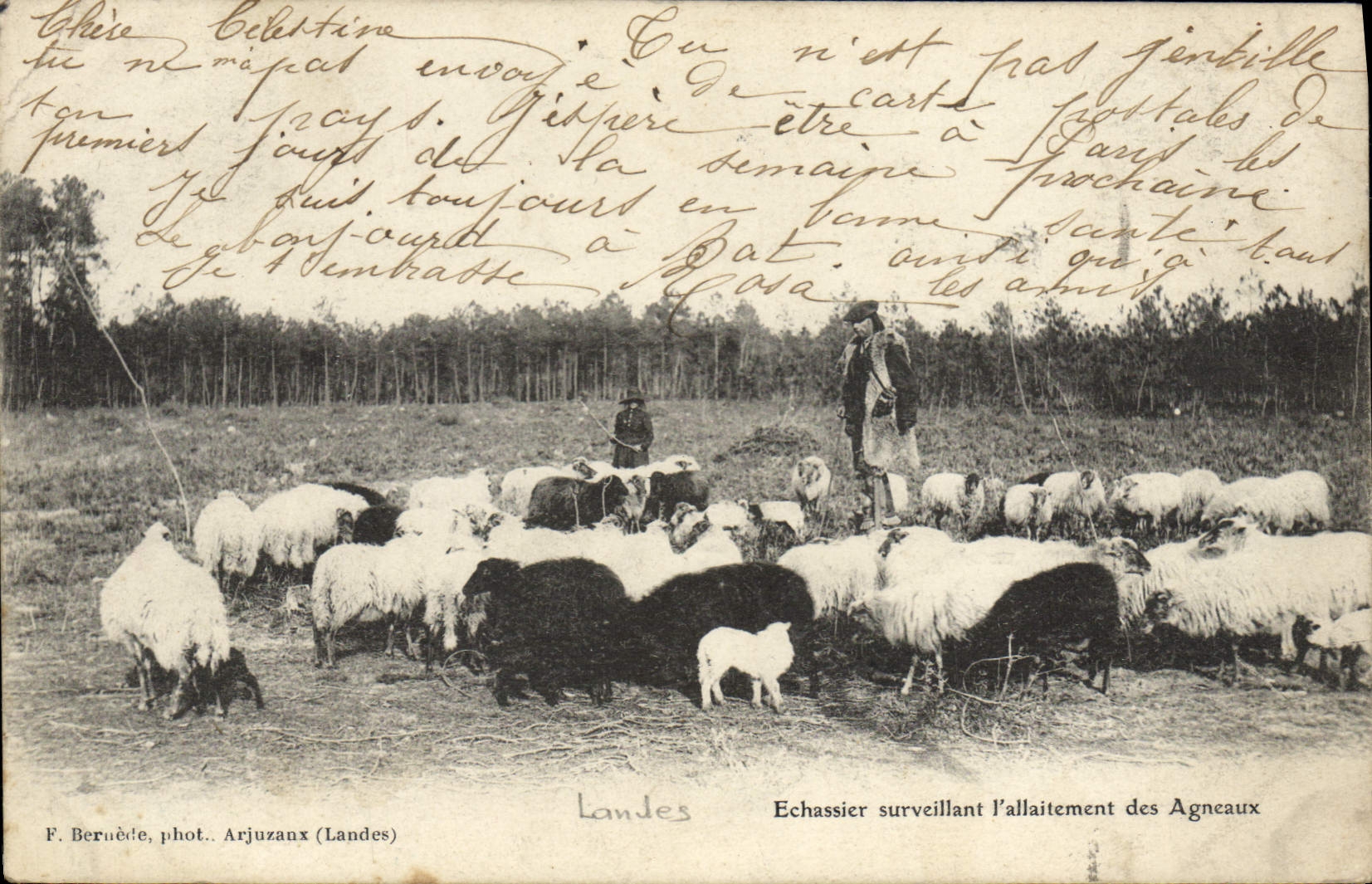 CPA Folklore Echassier surveillant l'allaitement des agneaux Moutons