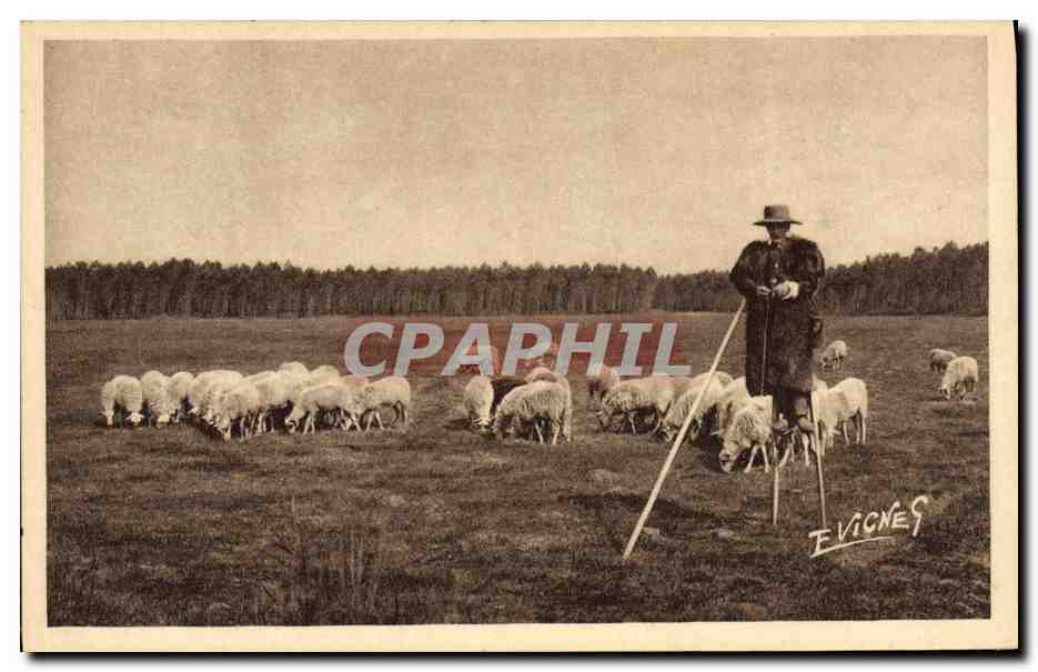 CPA Folklore Paysages landais Berger sur echasses en haute Lande Les Echassiers