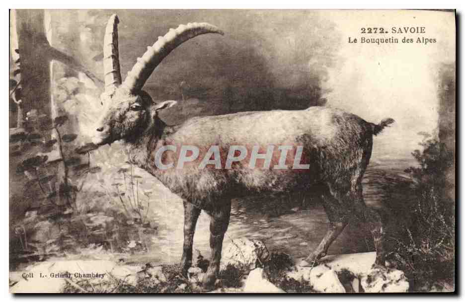 CPA Savoie le bouquetin des Alpes 