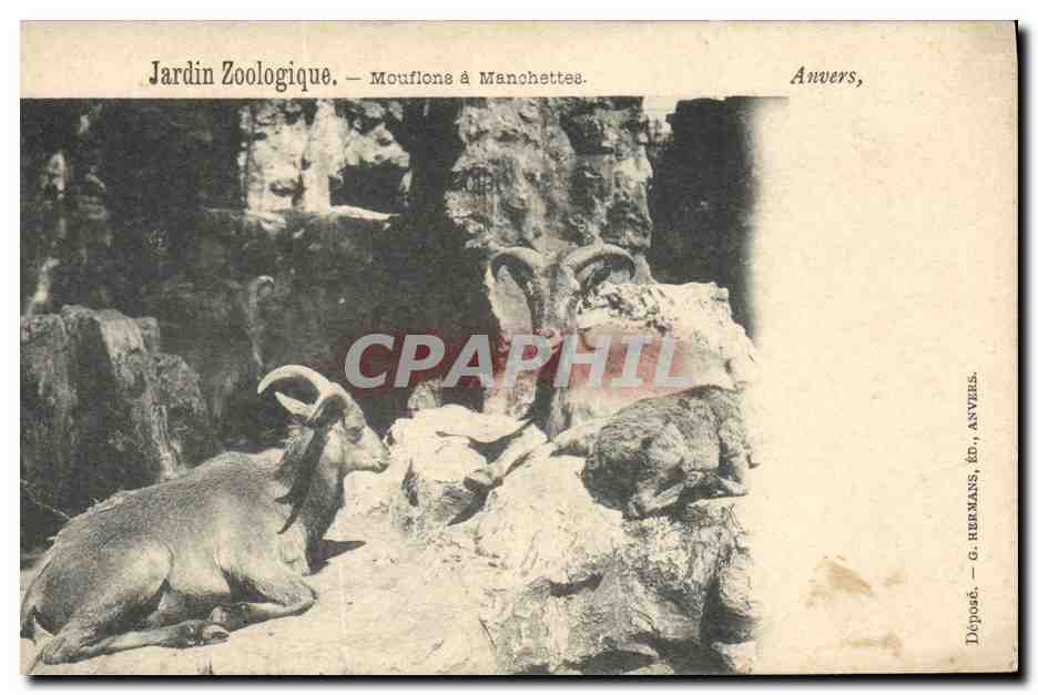 Jardin Zoologique — Mouflons à Manchettes — G. Hermans, Anvers