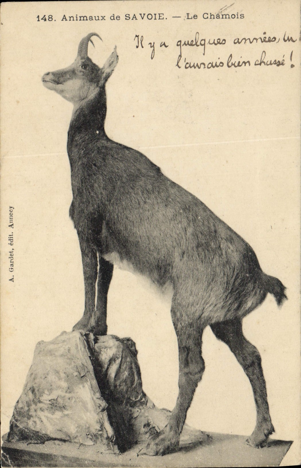 CPA Animaux de la Savoie Le chamois 